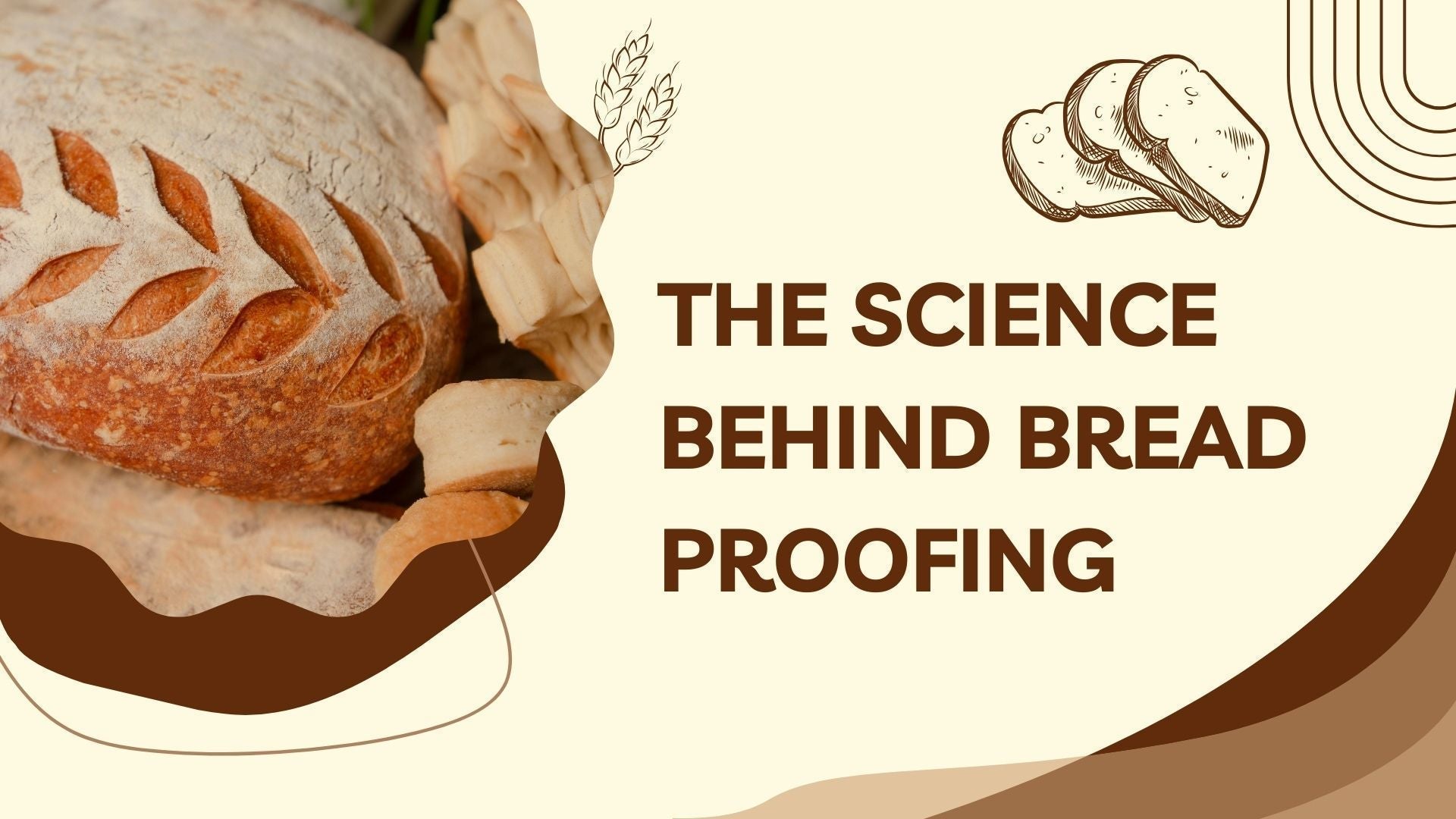 Bread Making Proff Science Behind Bread Proofing | Bread Making Kit & Bread Proofer Guide ...
